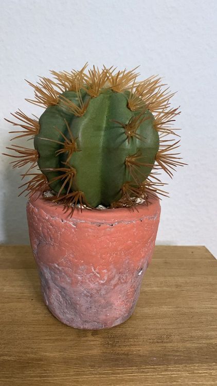 Deko Kaktus 15cm  Kaufen auf Ricardo