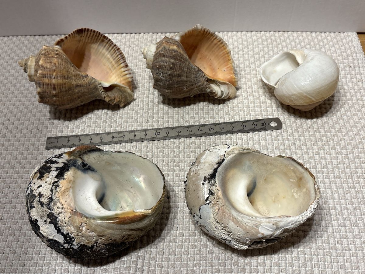 Tutte le decorazioni: 5 grosse Muscheln – Usato da Rümlang venduto da resale35 1