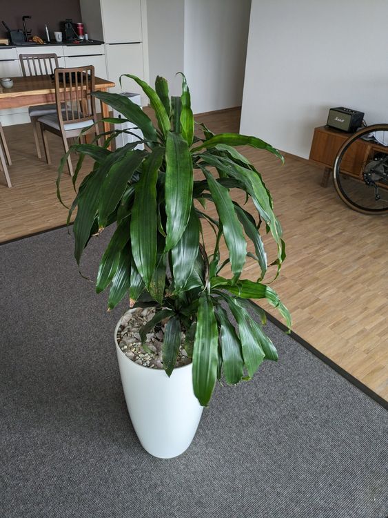 Bambus mit Topf (Hydrokultur) Kaufen auf Ricardo
