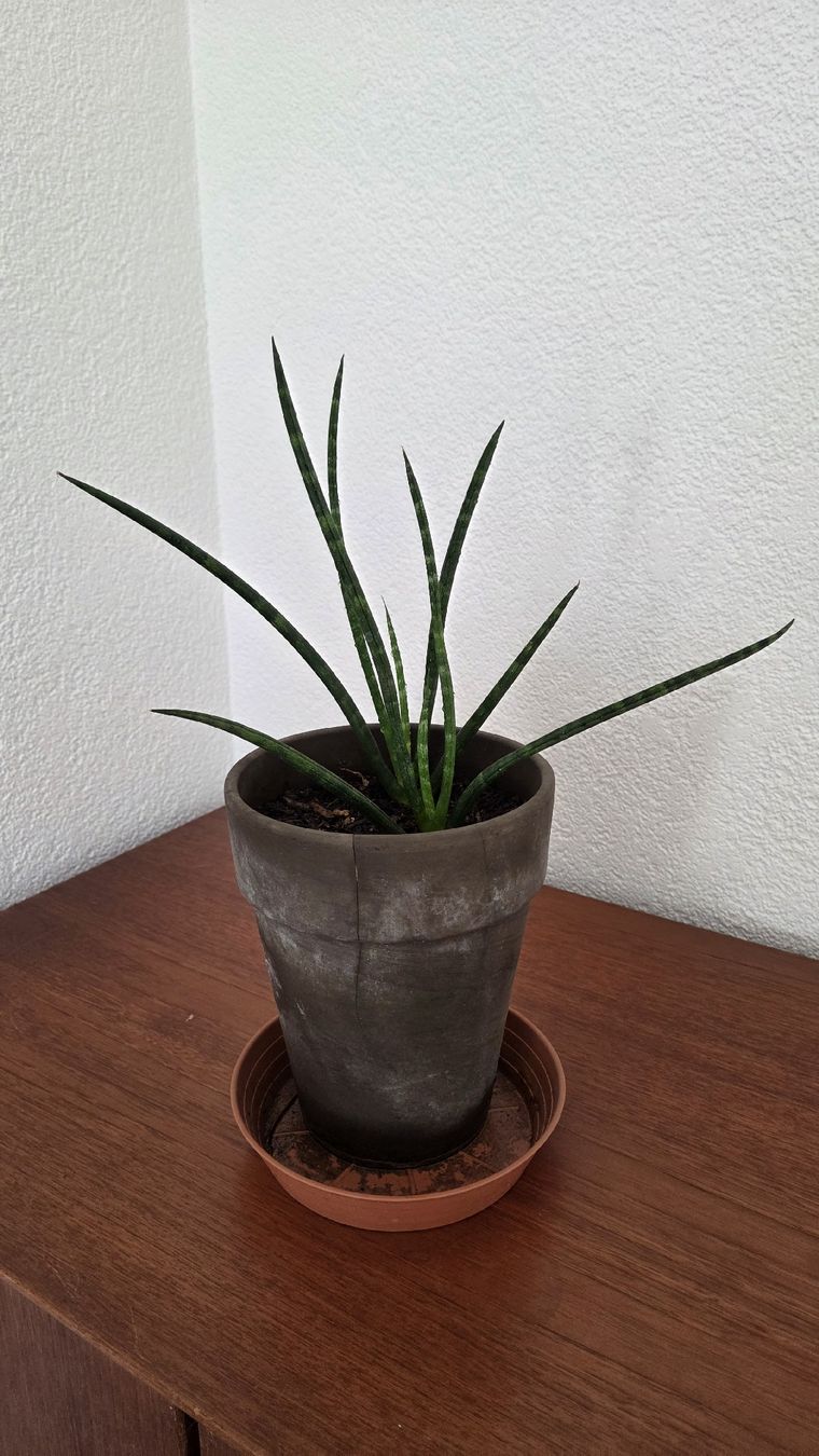 Piante & sementi: Sansevieria Fernwood Mikado – Usato da Bern venduto da lil_5vnv