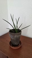Sansevieria Fernwood Mikado 