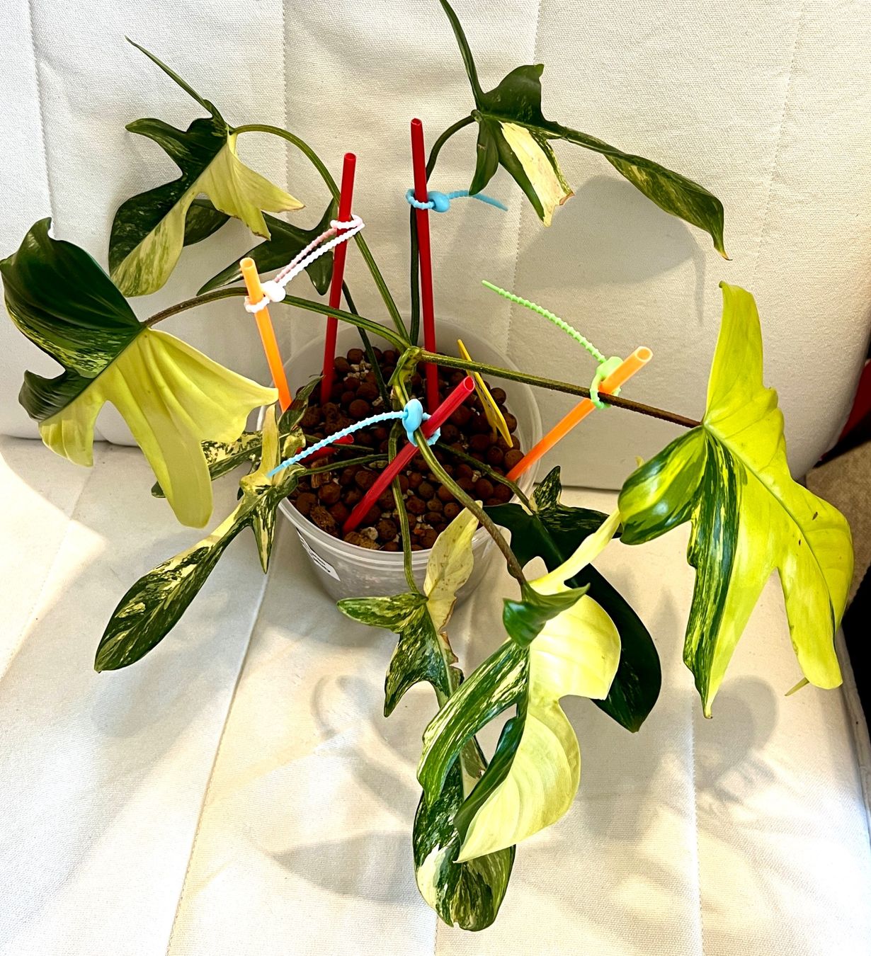 Pflanzen & Samen: Florida Beauty variegated – Gebraucht aus Zofingen von Erfolg1957 1