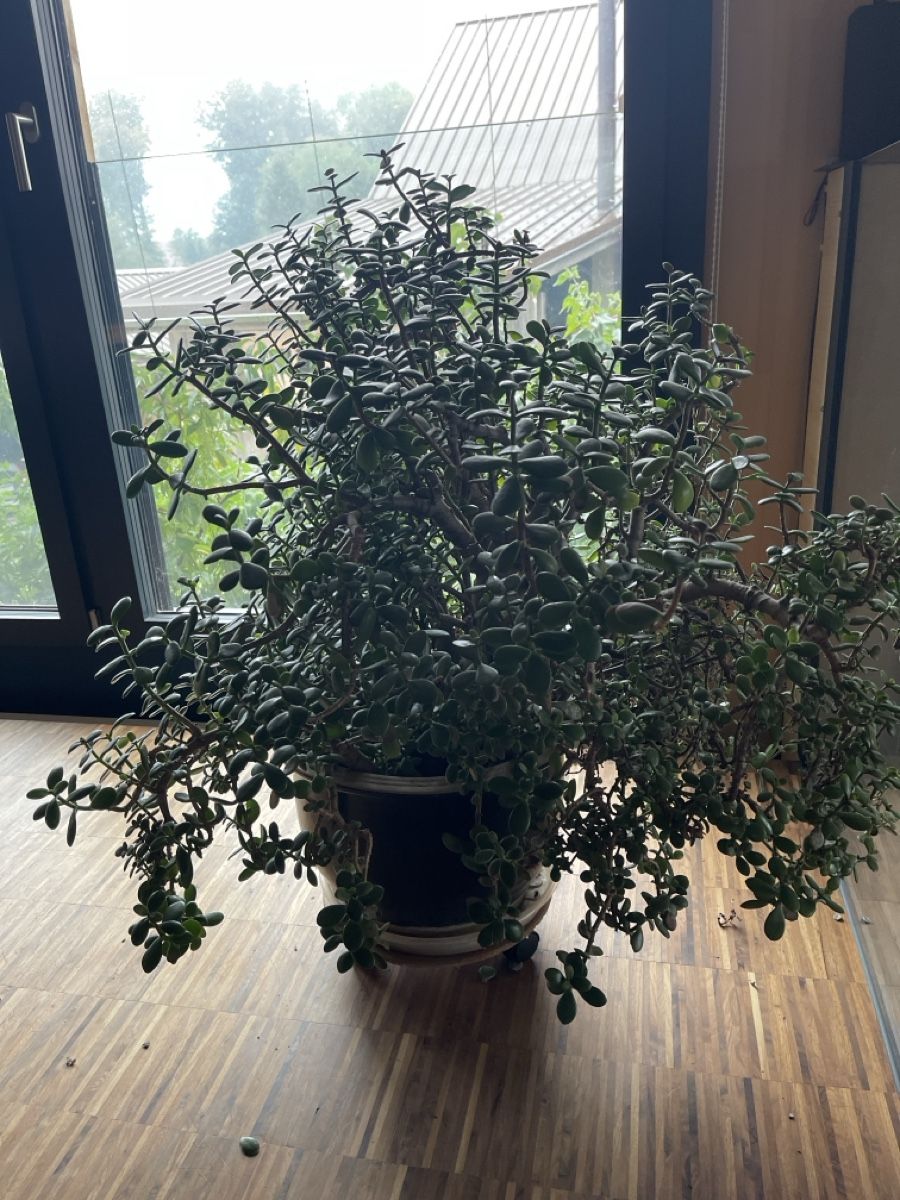 Plantes & graines: Zimmerpflanze, Geldbaum – D'occasion à Aettenschwil par Fumia 1