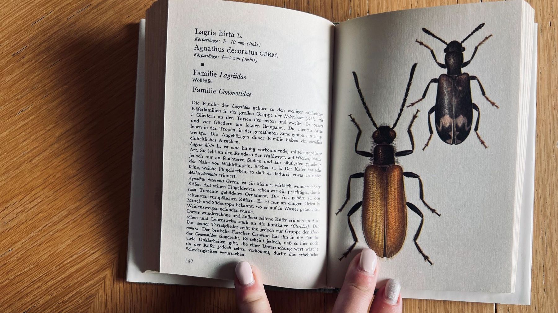 Libri: Taschenatlas der Käfer von Dausien, 1978 – Usato da Schübelbach venduto da Dolly990_2 6