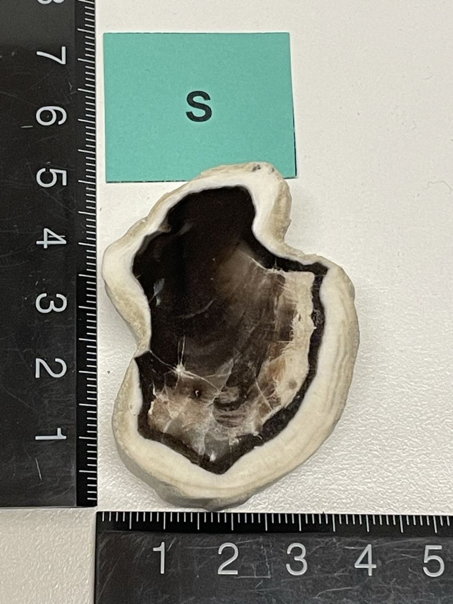 Minerali & Pietre curative: Heilstein / versteinertes Holz / Edelstein – Usato da Rümlang venduto da euqinom16