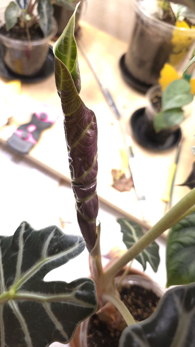 Piante & sementi: Alocasia Amazonica  – Nuovo (secondo la descrizione) da Neyruz FR venduto da bry_2dg9 2