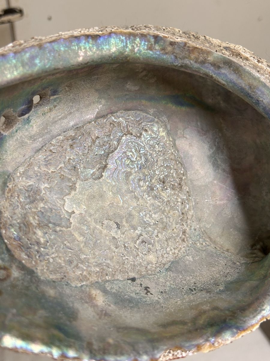 Fossili: Lot ormeaux et coquillages  – Usato da Lausanne venduto da Plein-de-styles 3