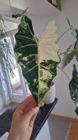 Alocasia Frydek Albo Variegata Rhizom