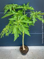 Carica Papaya - 100-120cm Papaya-Bäumchen - bald blühend