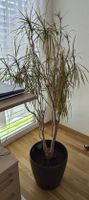 Madagaskarpalme