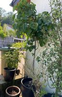 Feigenbaum Topf Feige ficus Baum Blumen Pflanzen