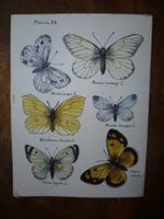 PAPILLONS