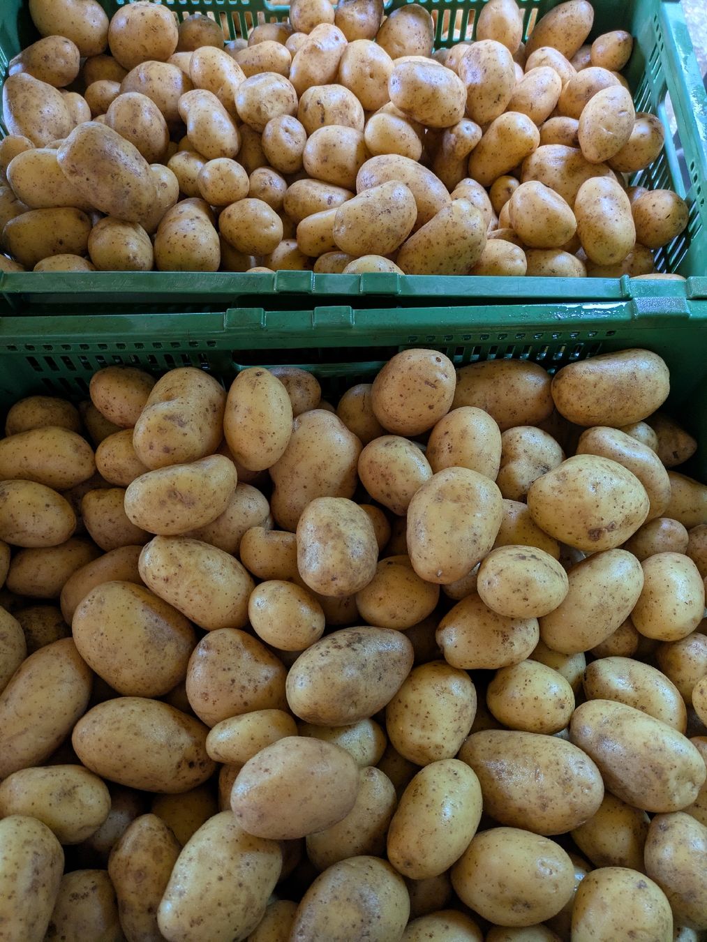 Cibi & Specialità: Kartoffeln – Nuovo (secondo la descrizione) da Dieterswil venduto da Lego73 1