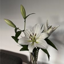 Profile image of schlaraffeland