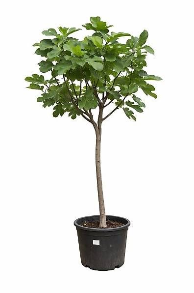Pflanzen & Samen: Feigenbaum Gr. L - Versand möglich – Neu (gemäss Beschreibung) aus Zuckenriet von Thur_Plant