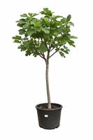 Feigenbaum Gr. L - Versand möglich