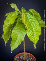 Kakaobaum - Theobroma Cacao - einmalige Chance