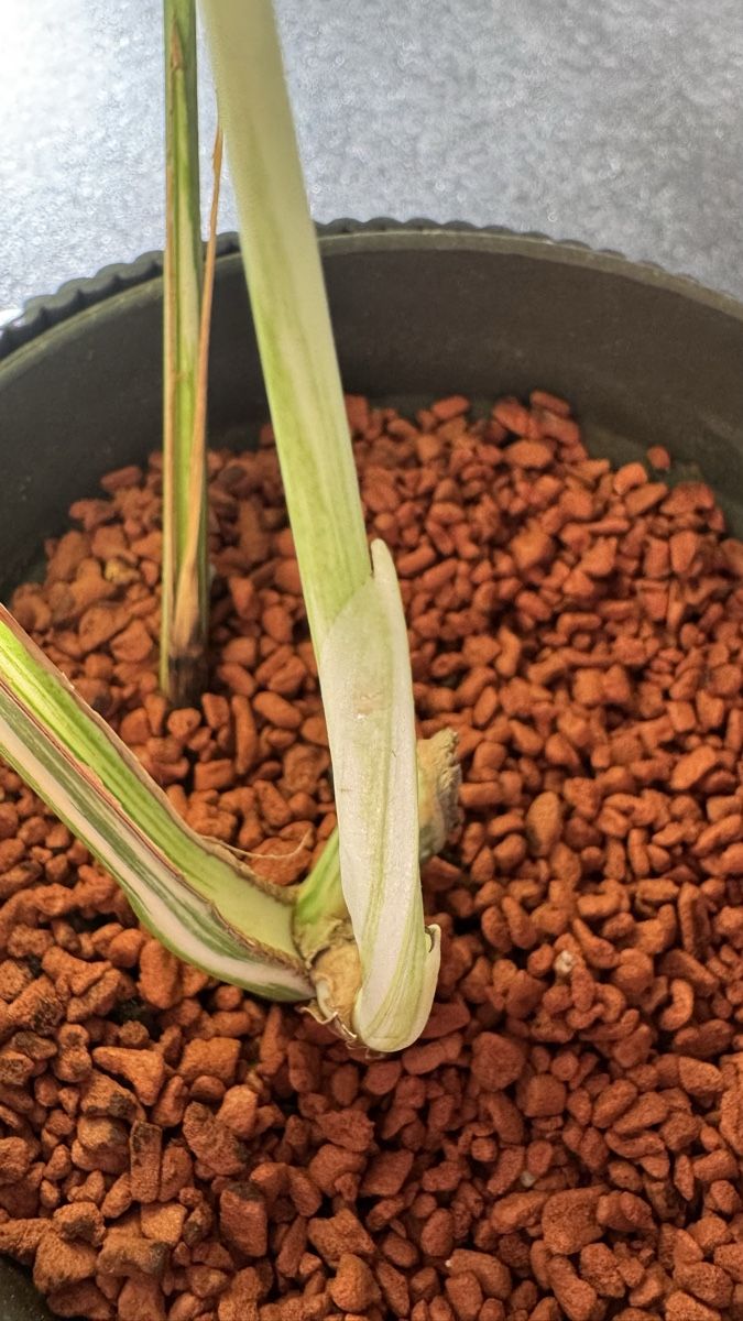 Pflanzen & Samen: Monstera deliciosa variegata – Neu (gemäss Beschreibung) aus Thun von DascheLii 2