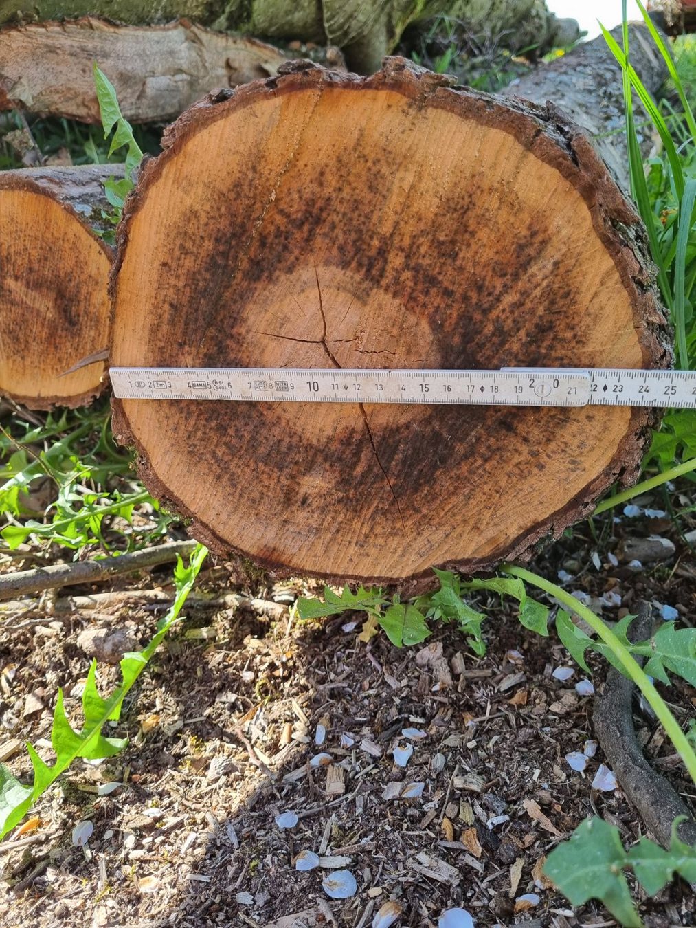 Articles en bois: Erle Baumstamm – D'occasion à Oberglatt ZH par bea1986 2