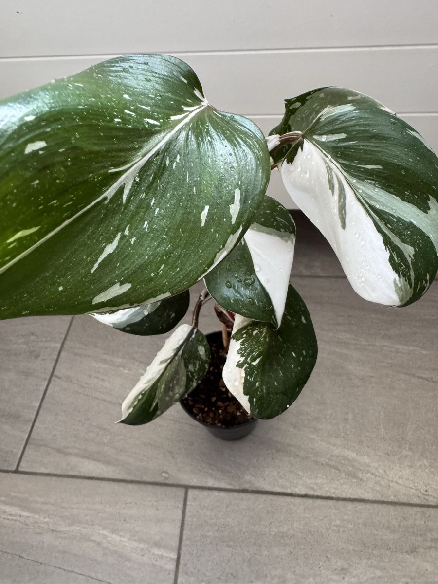 Pflanzen & Samen: Philodendron White Knight – Gebraucht aus Sugiez von fabandy16 3