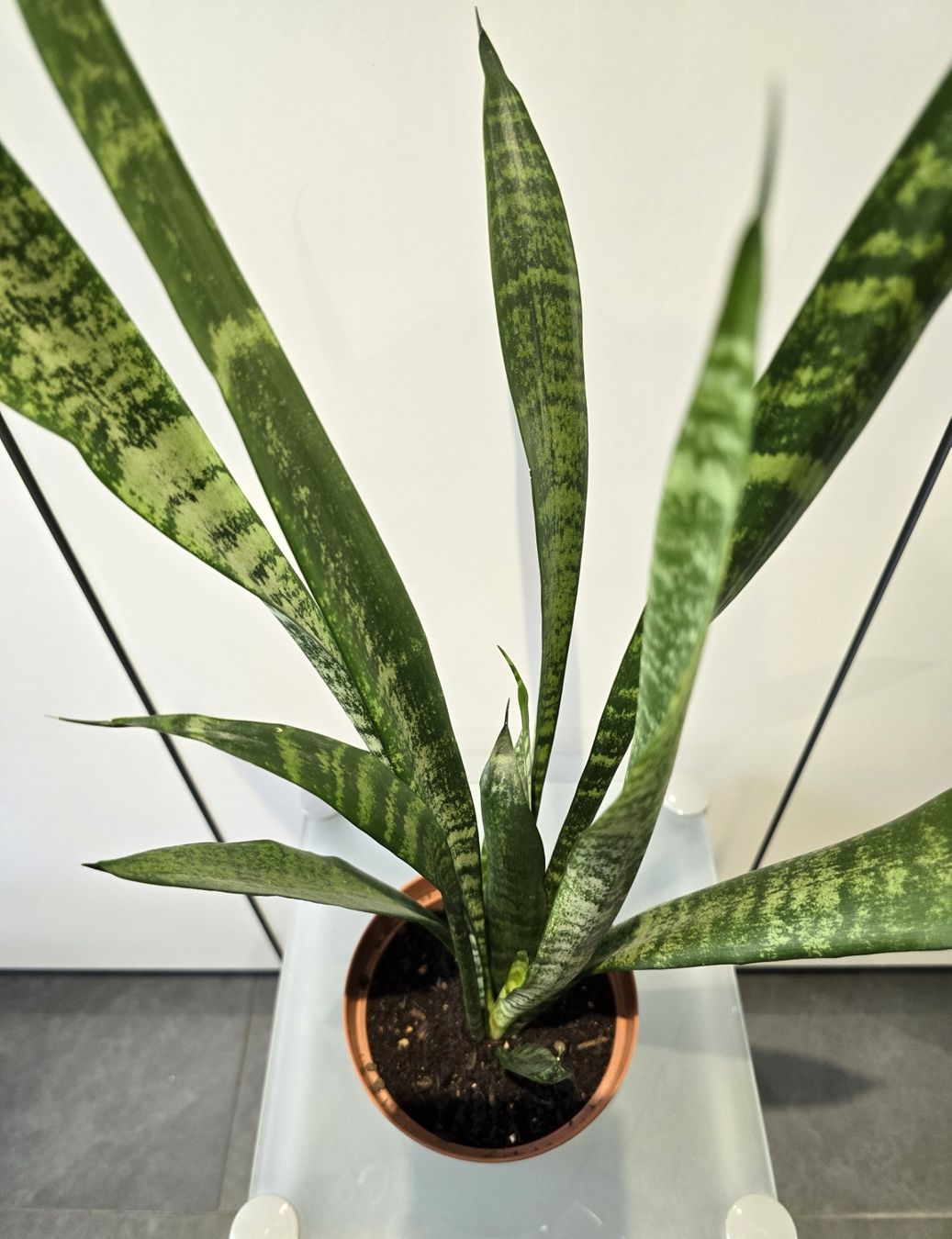 Piante & sementi: Pflanze Sansevieria / Bogenhanf 68 cm – Usato da Oetwil an der Limmat venduto da dhantal 9