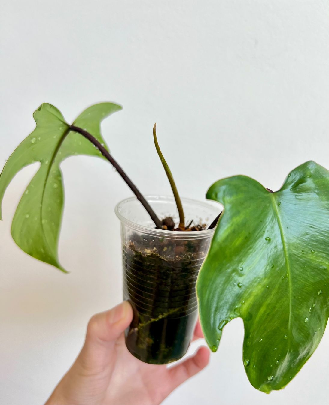 Piante & sementi: Philodendron Florida💚 – Usato da Glattpark(Opfikon) venduto da ste_n99y