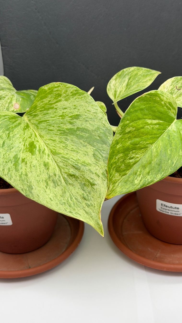 Piante & sementi: gefleckte Efeutute (Epipremnum)"Marbel Queen" – Nuovo (secondo la descrizione) da Auenstein venduto da EW89 3