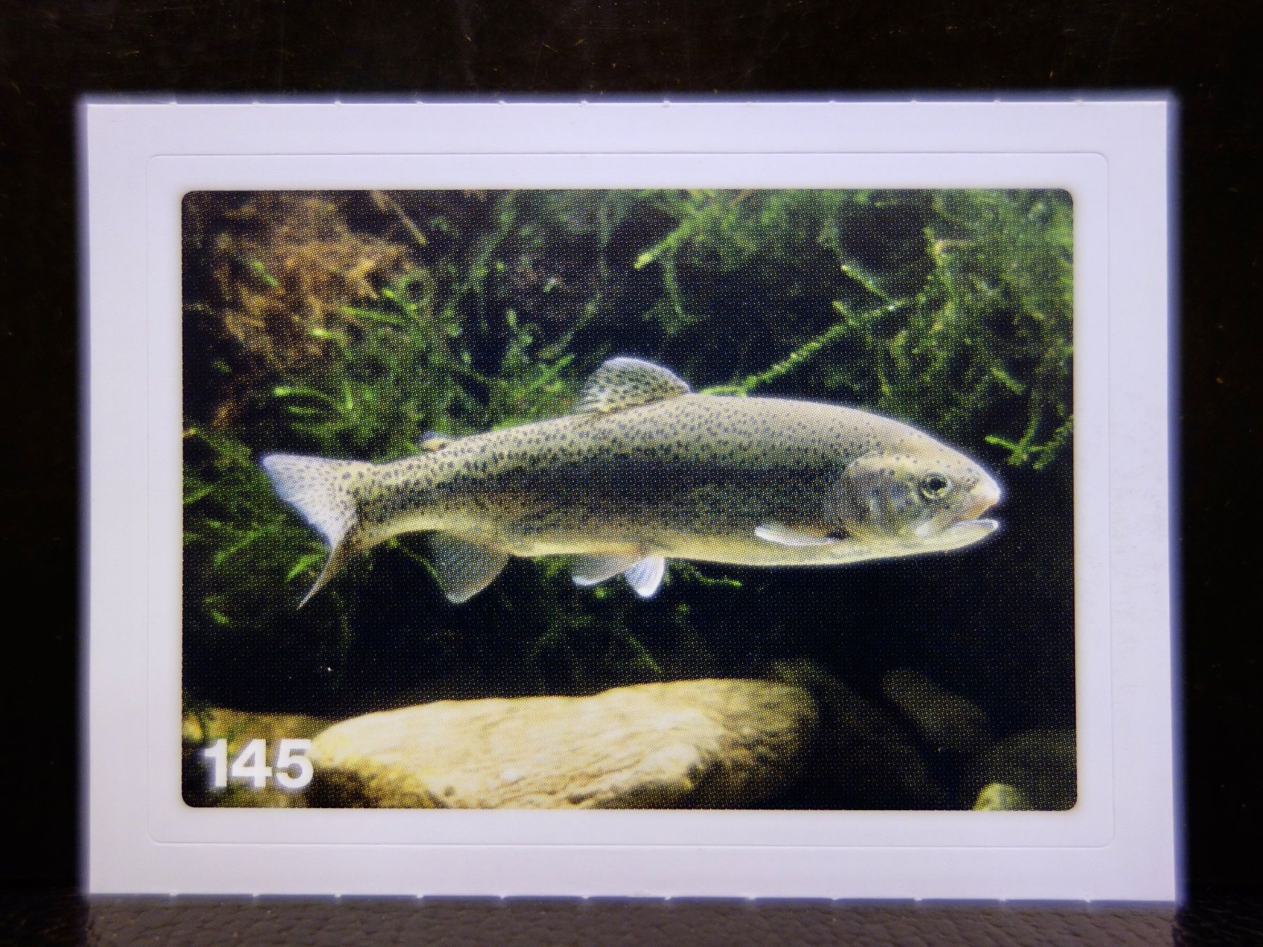 Migros Carte collezionabili: MIGROS MANIA Nature Detectives Nr. 145 – Nuovo e nell'imballaggio originale da Kerzers venduto da djstarsky73