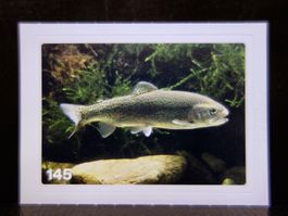 MIGROS MANIA Nature Detectives Nr. 145