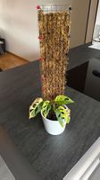🌿 Monstera Adansonii Variegata – inkl. Topf & Moosrankhilfe