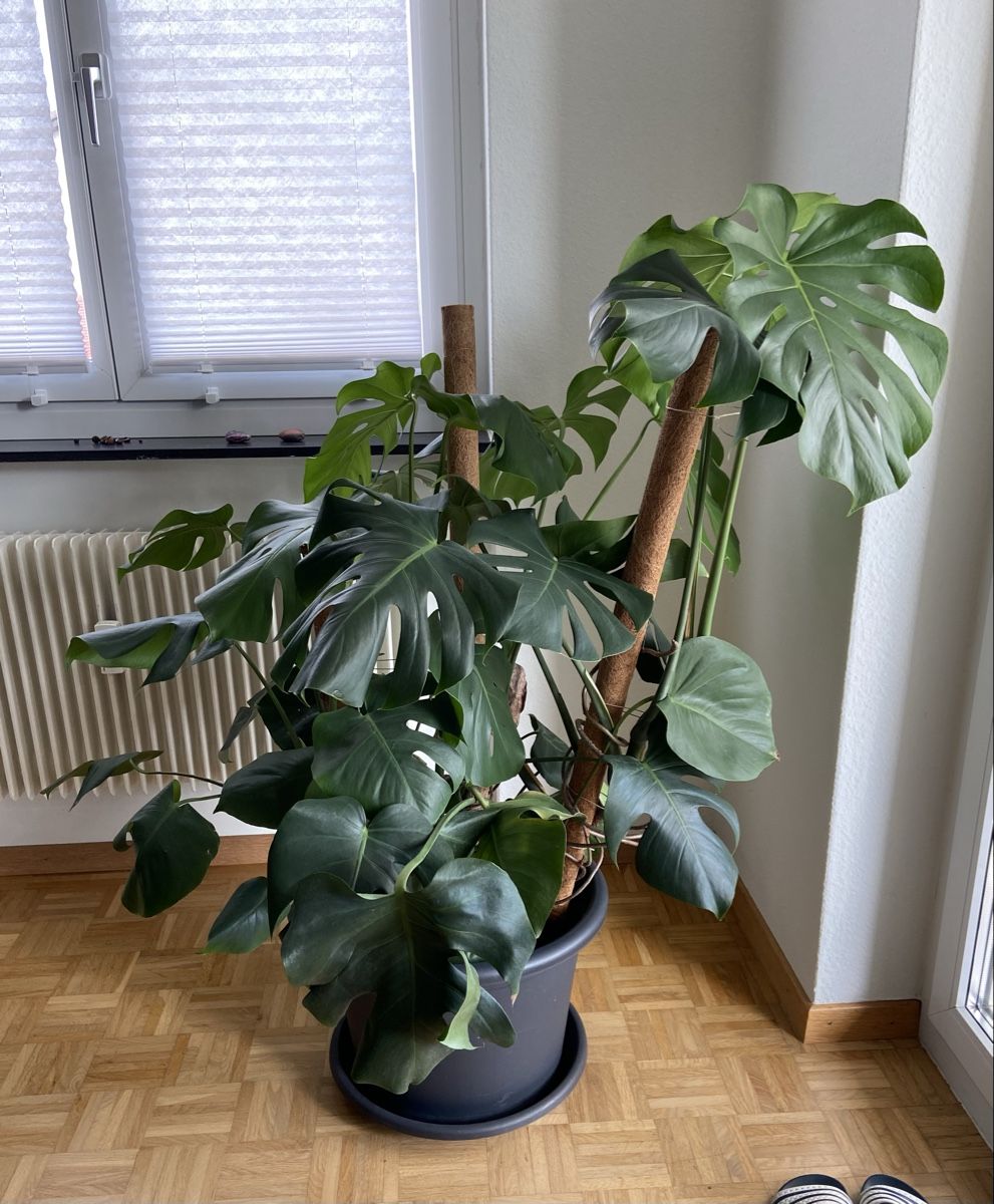 Pflanzen & Samen: Monstera - Pflanze – Gebraucht aus Münchwilen TG von Patricia1310