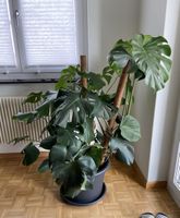 Monstera - Pflanze