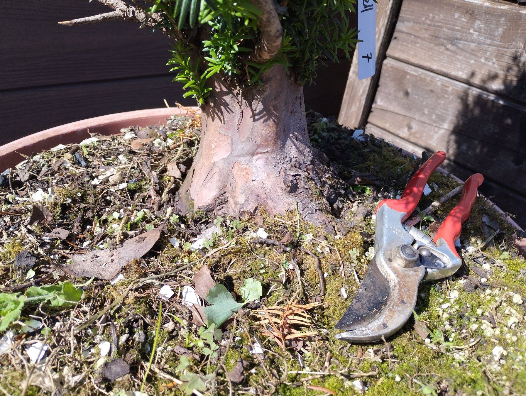 Piante & sementi: Bonsai Rohling Eibe – Usato da Oberwil BL venduto da suaku 4