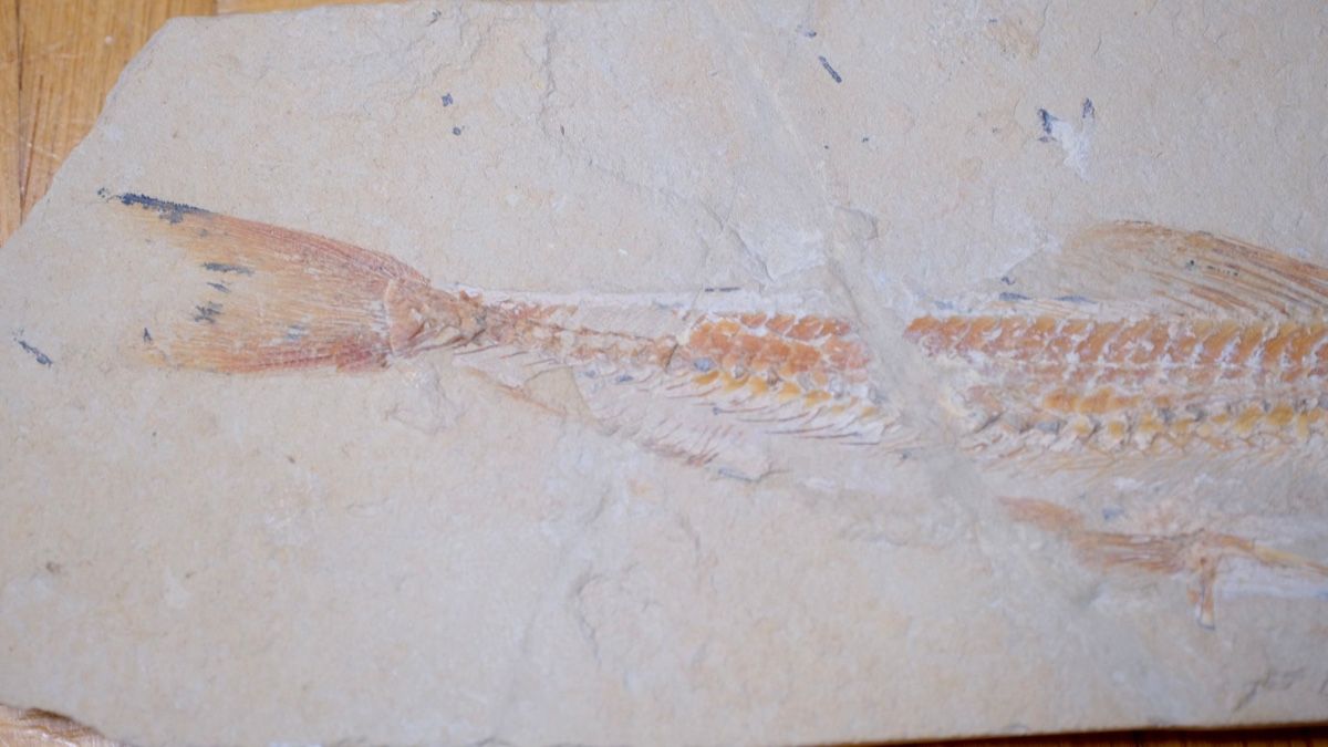 Fossili: Fossil - Prinolepis cataphractus – Usato da Biel/Bienne venduto da nimmes 2