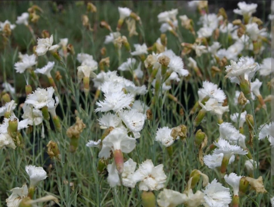 Piante & sementi: Dianthus 'double White' – Usato da Eschenbach LU venduto da rap_9fdh