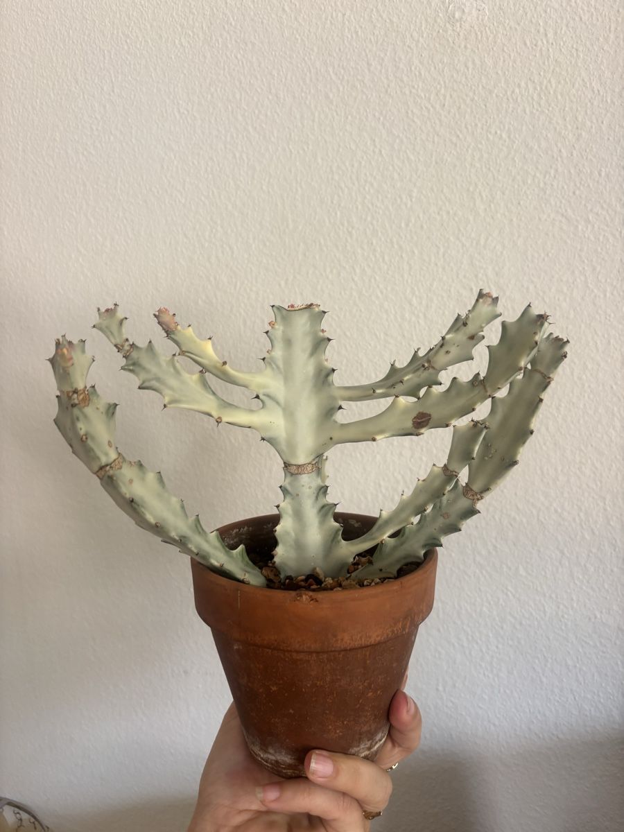 Piante & sementi: Euphorbia lactea white ghost ableger – Usato da olten venduto da momo2417 2