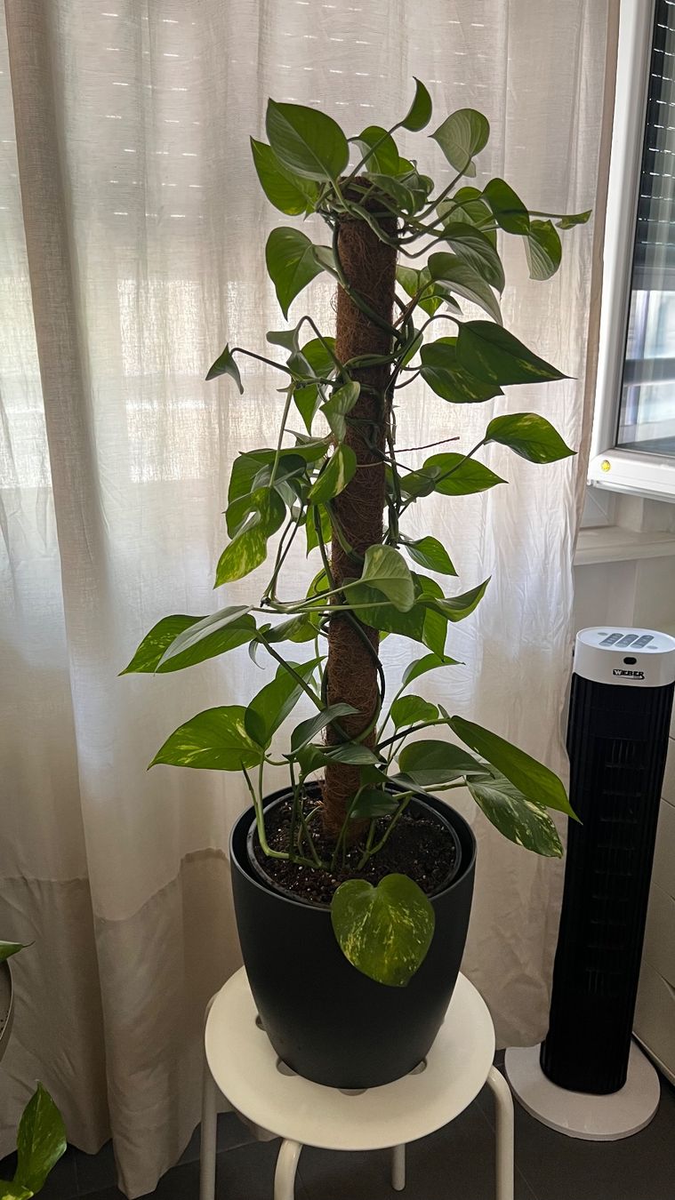 Piante & sementi: Grand pothos mature avec pot décoratif – Usato da Genève venduto da dev_7mx7 1