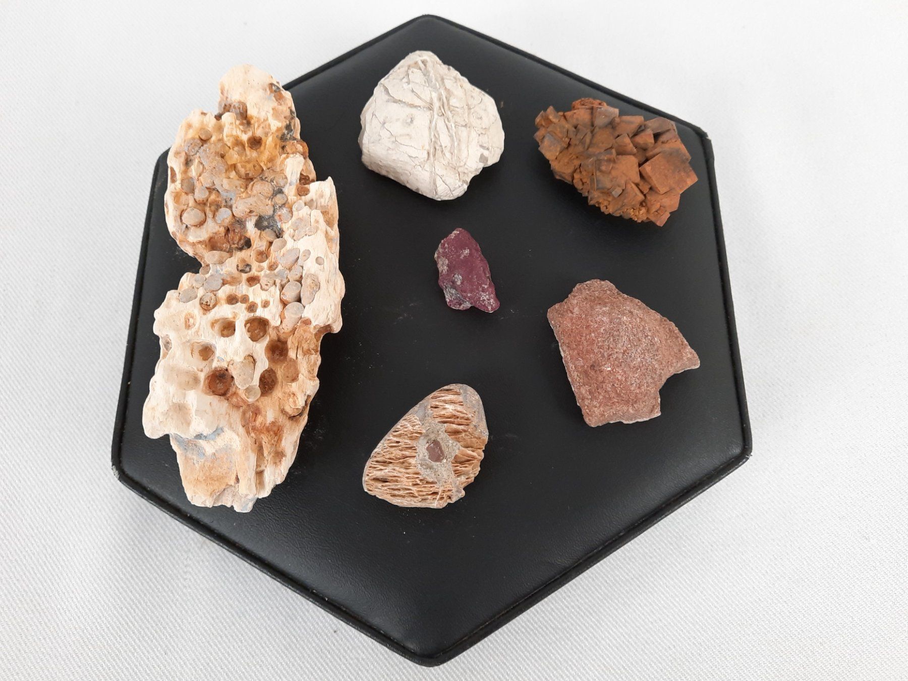 Fossili: Div. Versteinerungen – Usato da Beinwil am See venduto da Restwert_Beinwil 4