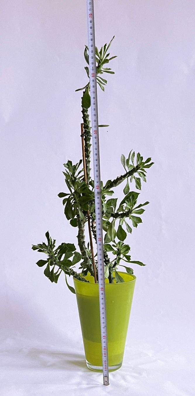 Piante & sementi: MONADENIUM GUENTHERI***** – Usato da Dübendorf venduto da Orchid18 3
