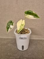 🌿Alocasia Frydek variegata🌿