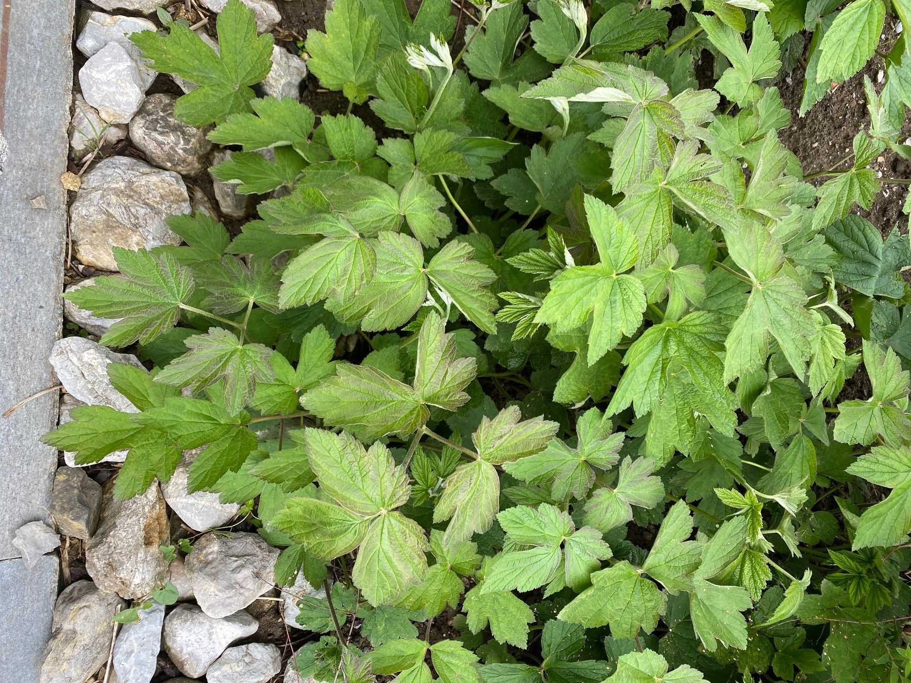 Piante & sementi: Anemone – Usato da Höfen b. Thun venduto da Leonie2112 1