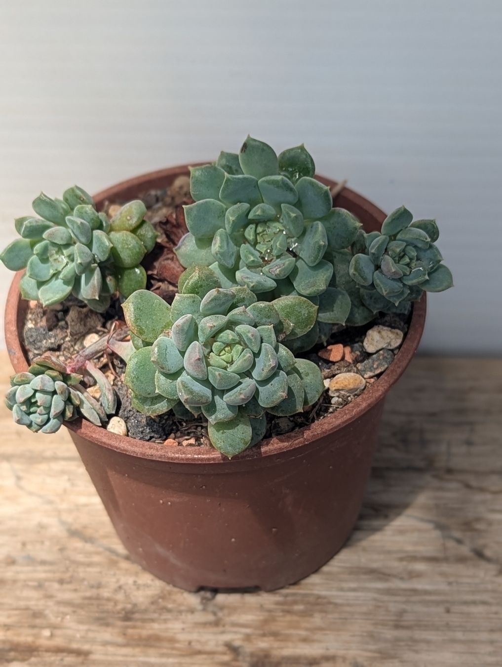Piante & sementi: Echeveria elegans – Usato da Comano venduto da che_8lc2
