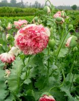 500 Samen Mohn FLEMISH ANTIQUE Peony