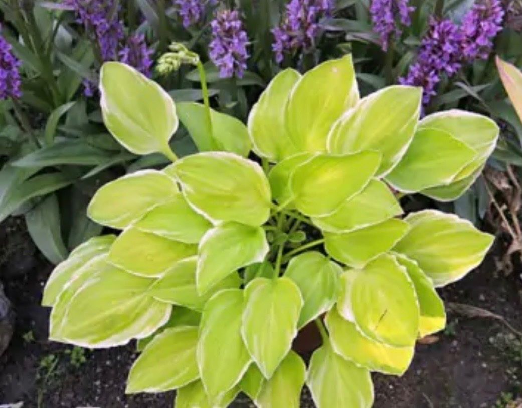 Pflanzen & Samen: Hosta platinium tiara – Gebraucht aus Lajoux JU von Briard0 2
