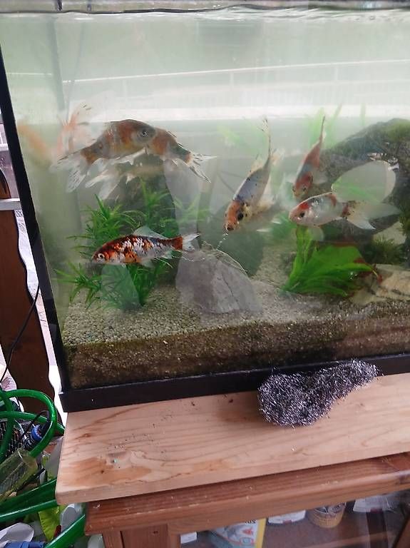 Acquari: Aquarium komplett mit Allem ohne Fische – Usato da Aadorf venduto da thomasstoll01 3
