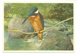 Eisvogel - Vogel des Jahres 2026 - Aquarelle de Léo Robert