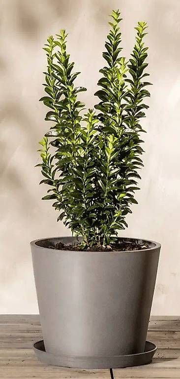 Vasi per fiori: Feey Kunststoff Pflanzkübel 30cm mit Drainage-System – Nuovo (secondo la descrizione) da Zürich venduto da Laila_anni 2