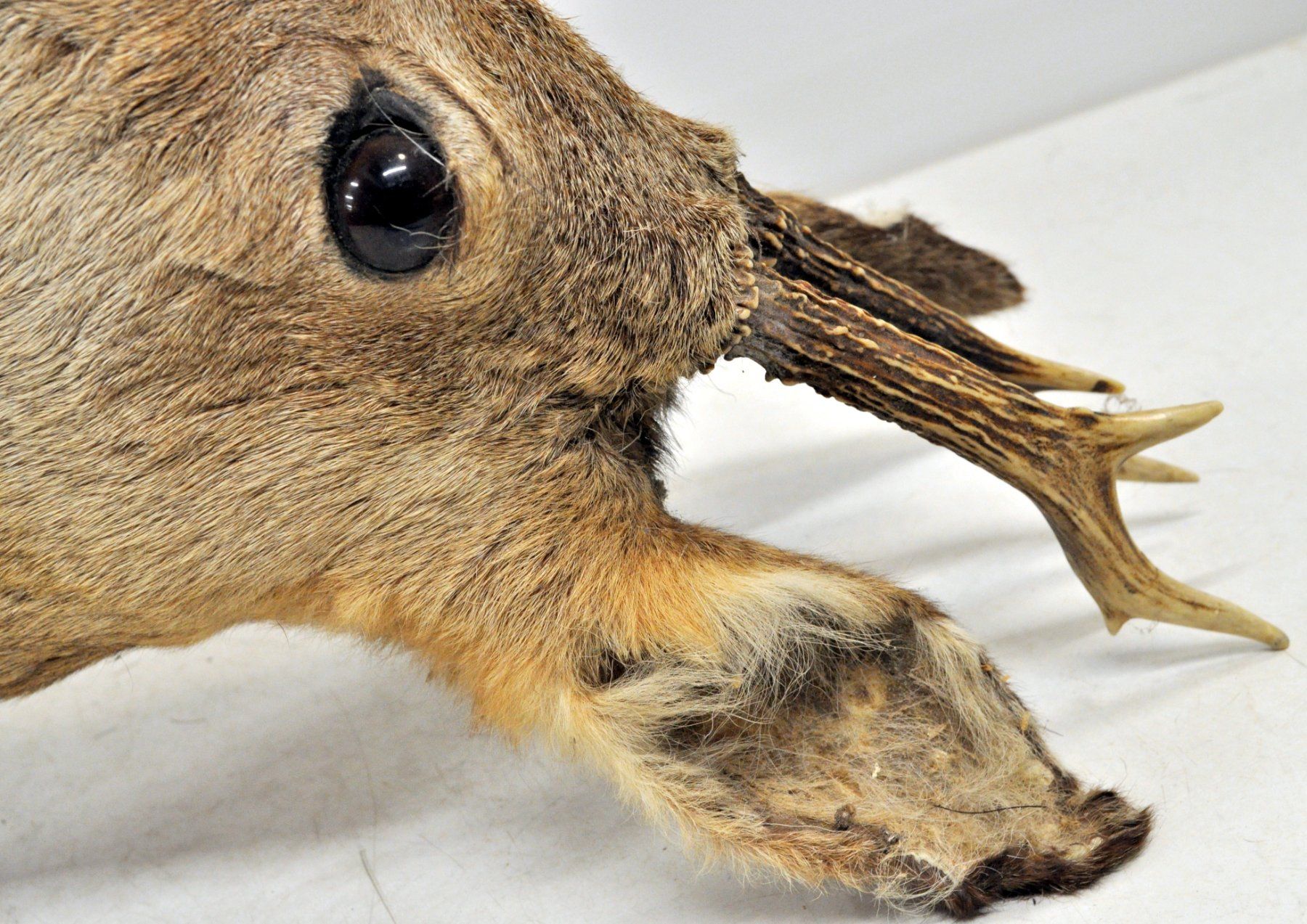 Il mondo degli animali: Tête de chevreuil naturalisée – Usato da Neuchâtel venduto da Neuchatel 4