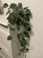 Scindapsus pictus houseplant with ceramic pot 