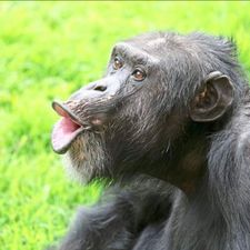 Profile image of hessianer